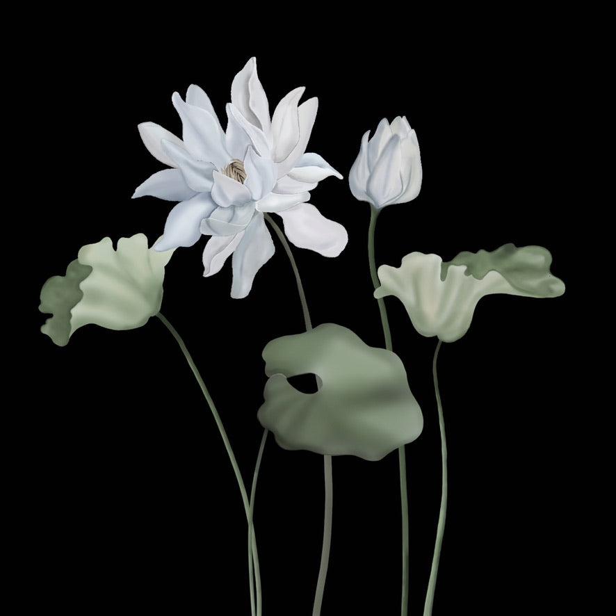 Weiße Lotusblüte und Knospe mit mehreren grünen Blättern vor schwarzem Hintergrund