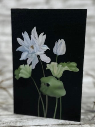 Weiße Lotusblüte und Knospe mit mehreren grünen Blättern vor schwarzem Hintergrund