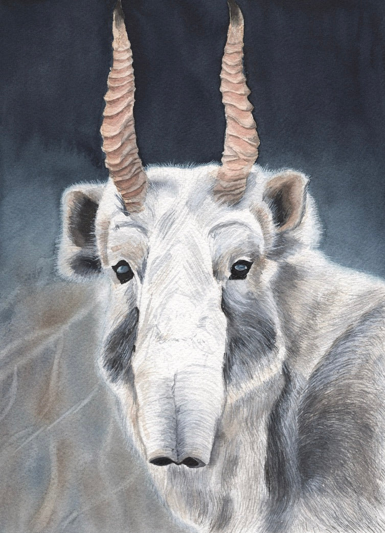 Aquarellgemälde einer Saigaantilope mit markanten, gedrehten Hörnern und hellem Fell vor dunklem Hintergrund.