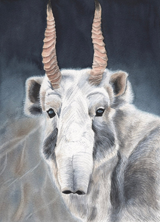 Aquarellgemälde einer Saigaantilope mit markanten, gedrehten Hörnern und hellem Fell vor dunklem Hintergrund.