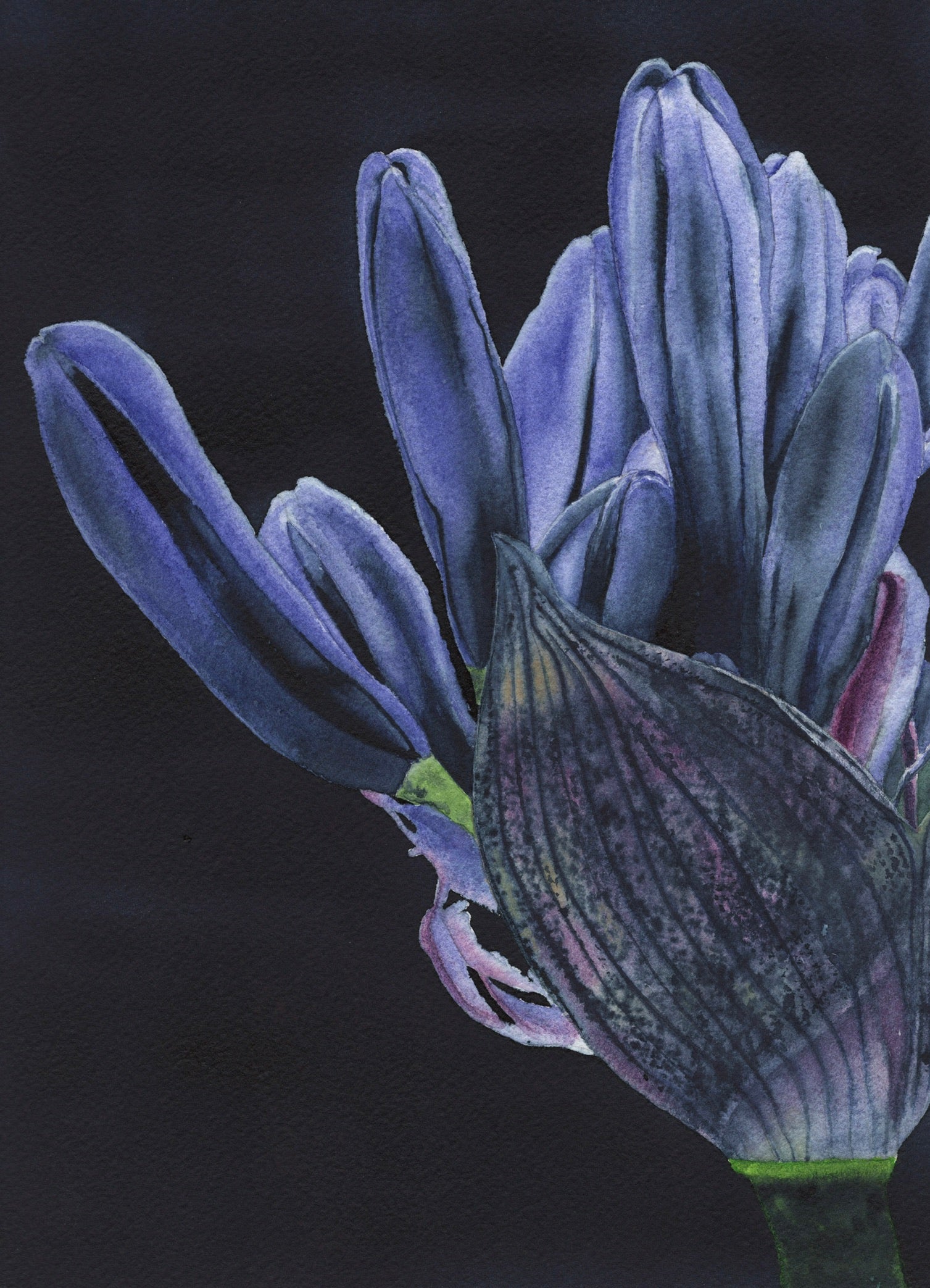 Gemälde Schmucklilie, Aquarell-Blütenansicht in Blau- und Violetttönen vor dunklem Hintergrund, zarte Farbverläufe und lose, fließende Ränder.