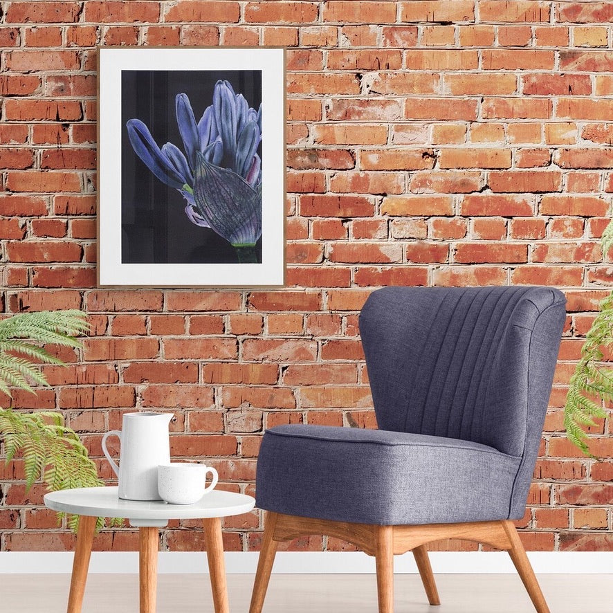 Interieurbild Gemälde Schmucklilie Aquarell-Blütenansicht in Blau- und Violetttönen vor dunklem Hintergrund, zarte Farbverläufe und lose, fließende Ränder.