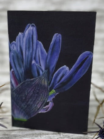 Klappkarte 10x15 cm, Schmucklilie, Aquarell-Blütenansicht in Blau- und Violetttönen vor dunklem Hintergrund, zarte Farbverläufe und lose, fließende Ränder.